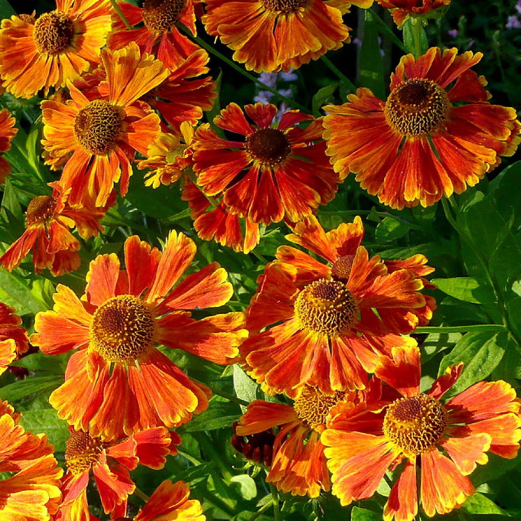 Sonnenbraut Waltraut - Helenium