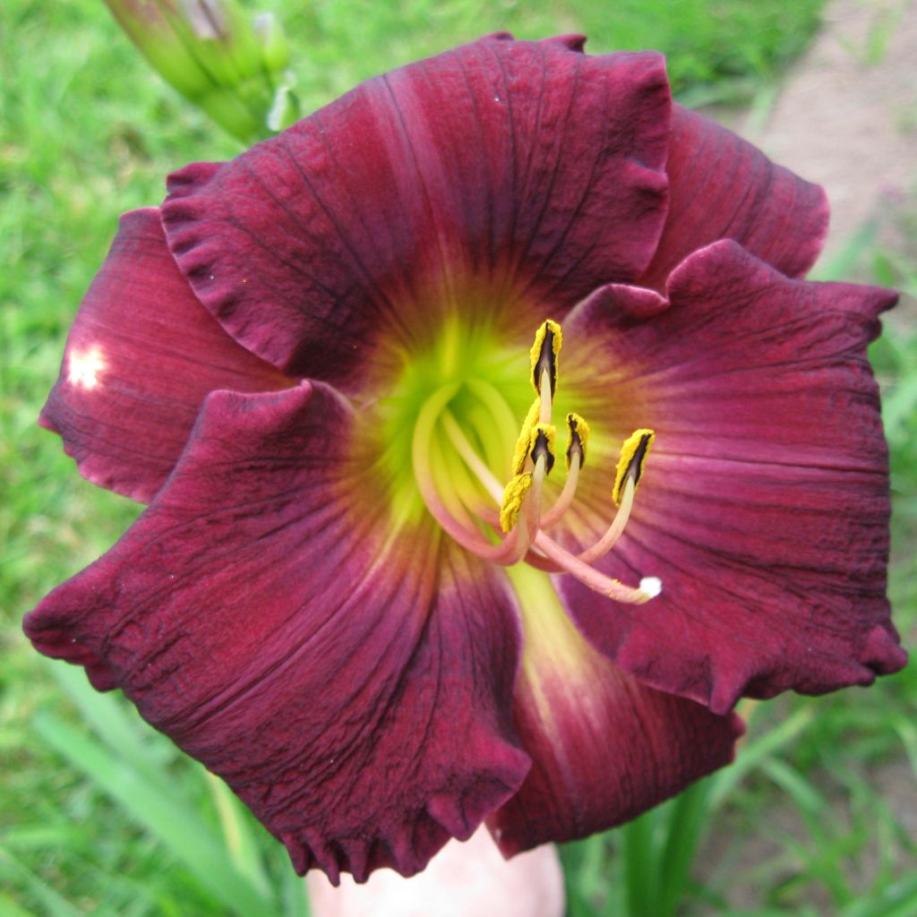 Hemerocallis Bela Lugosi - Taglilie