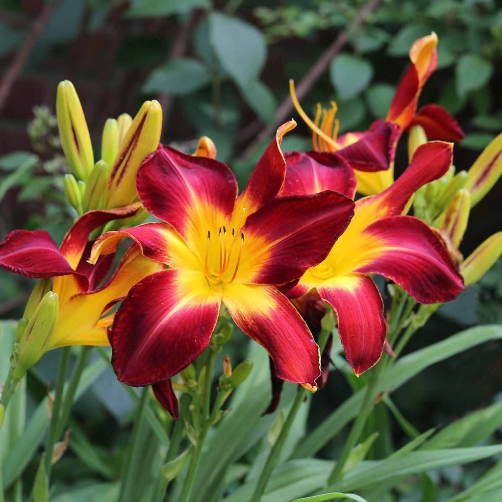 Hemerocallis Ruby Spider - Taglilie