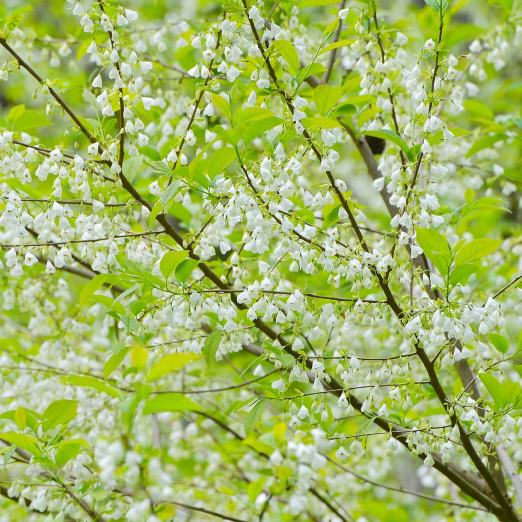 Halesia carolina - Maiglöckchenbaum
