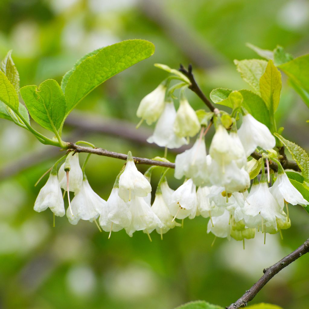 Halesia carolina - Maiglöckchenbaum
