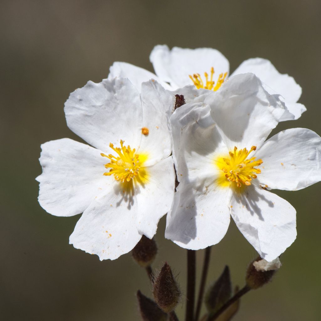 Halimium umbellatum April Snow - Steinrose
