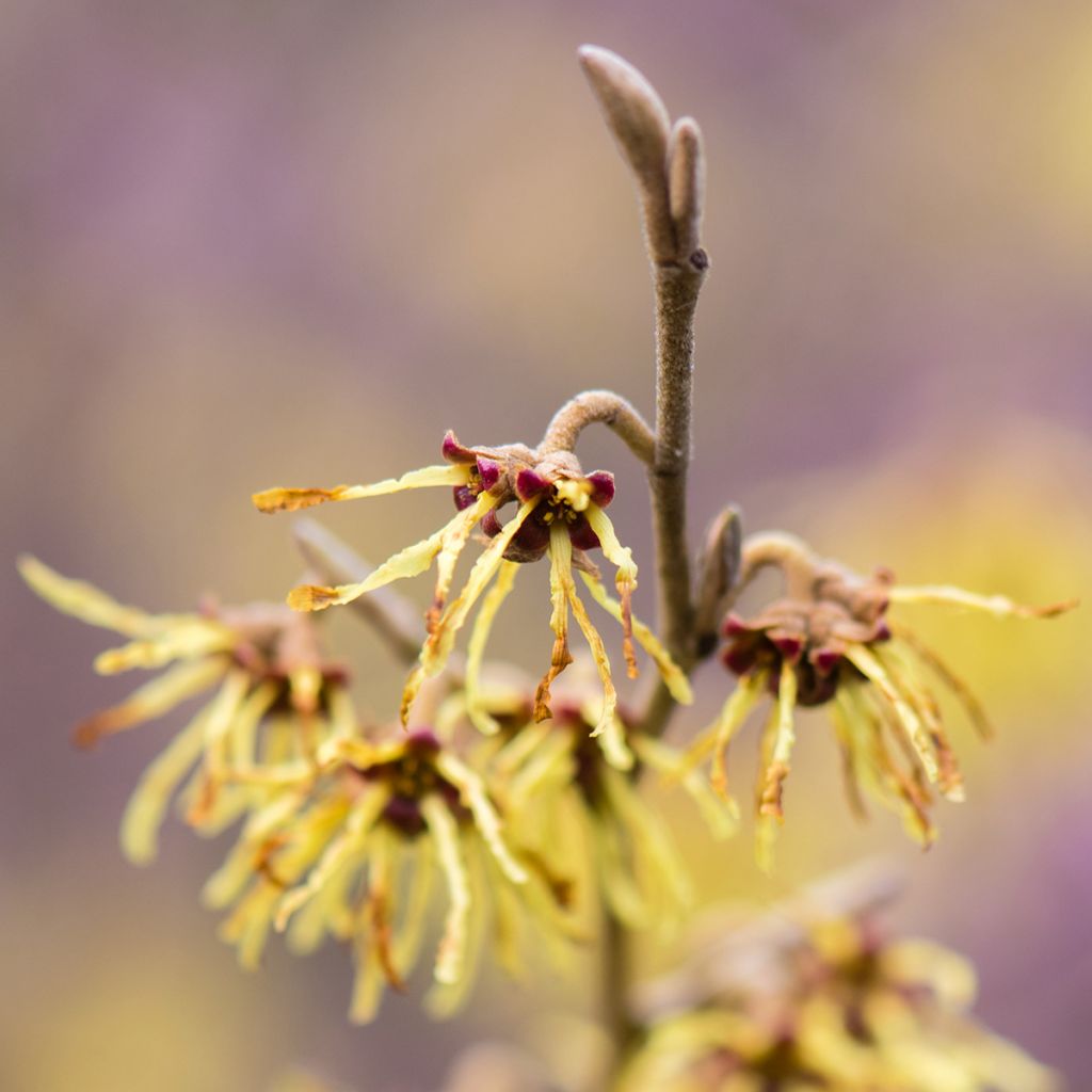 Zaubernuss Arnold Promise - Hamamelis intermedia