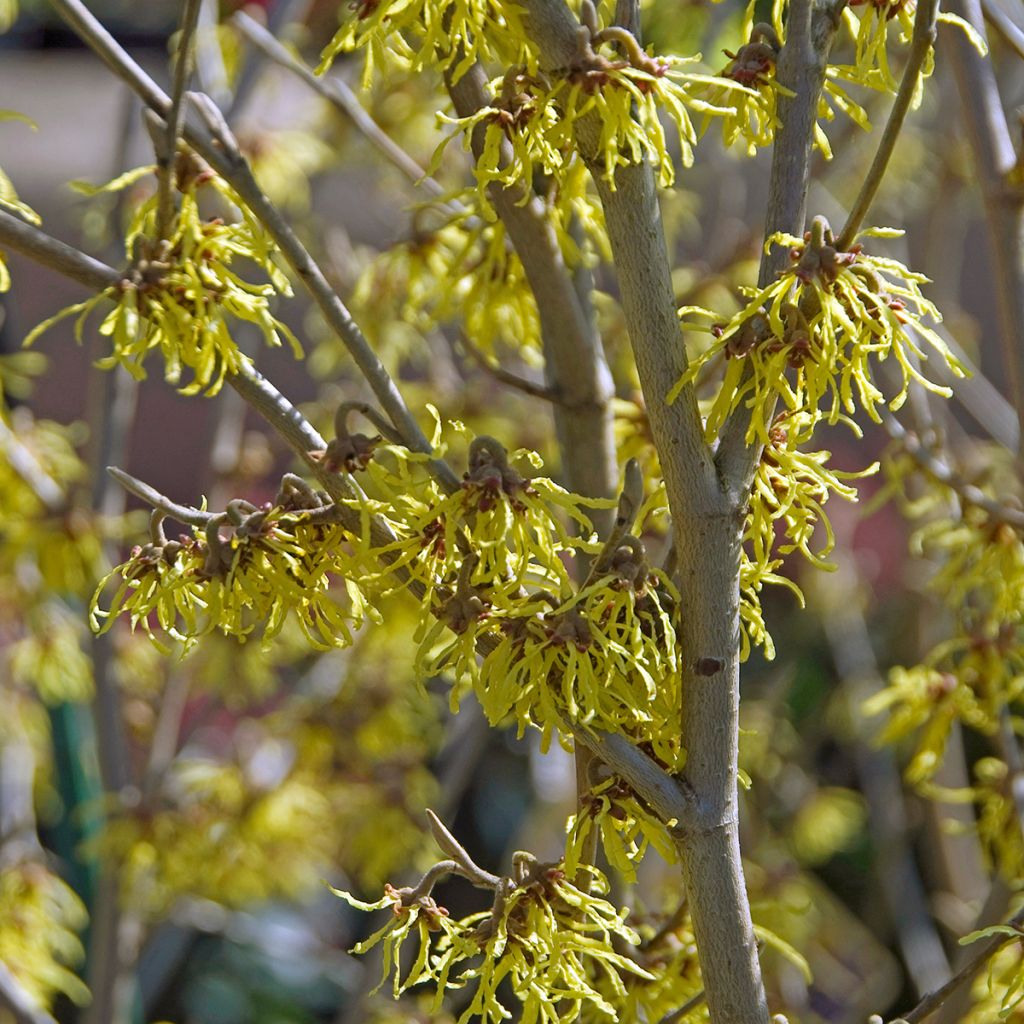 Zaubernuss Arnold Promise - Hamamelis intermedia