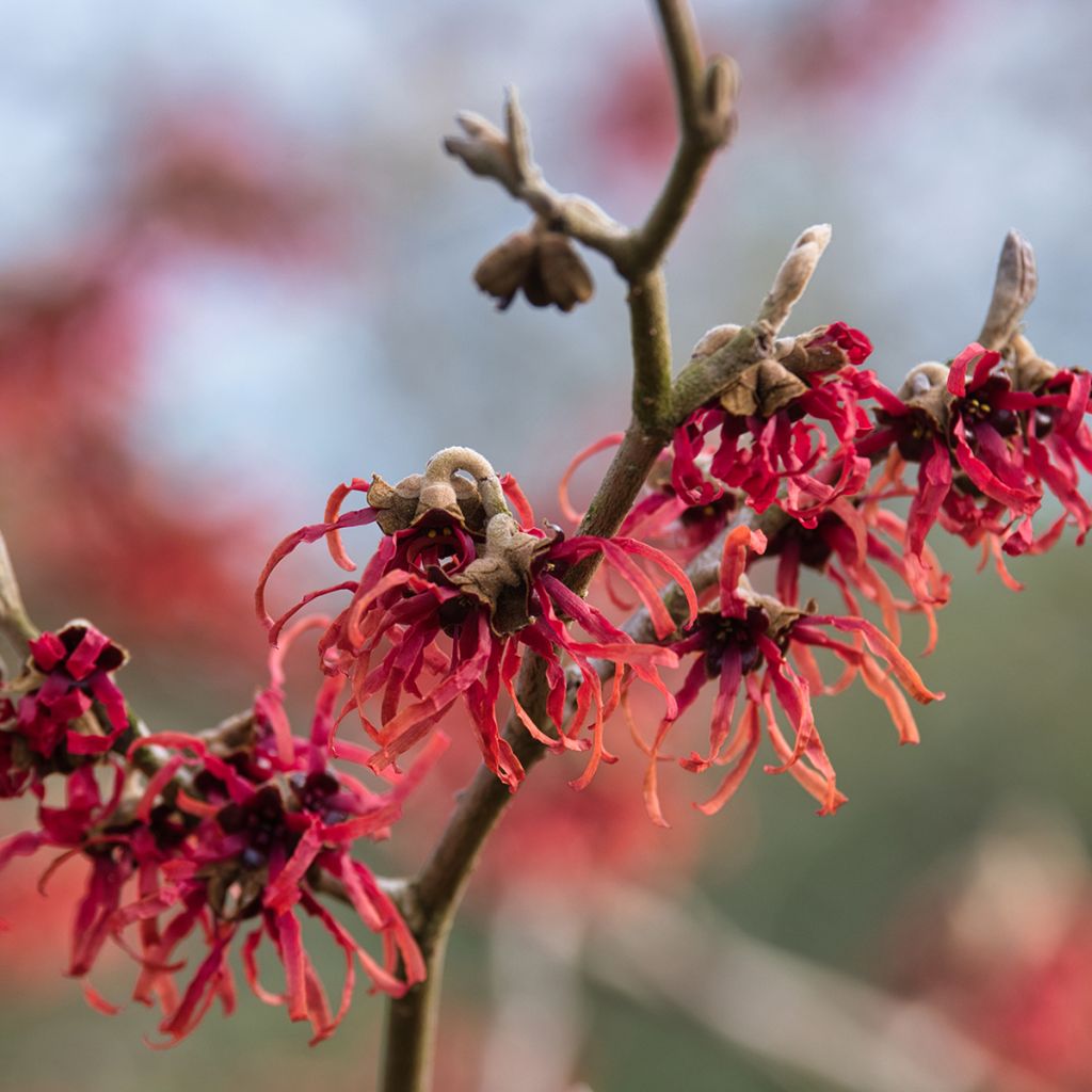 Zaubernuss Ruby Glow - Hamamelis intermedia