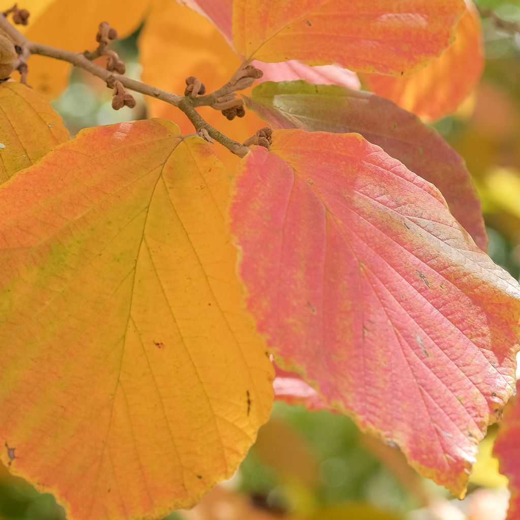 Zaubernuss Feuerzauber - Hamamelis intermedia