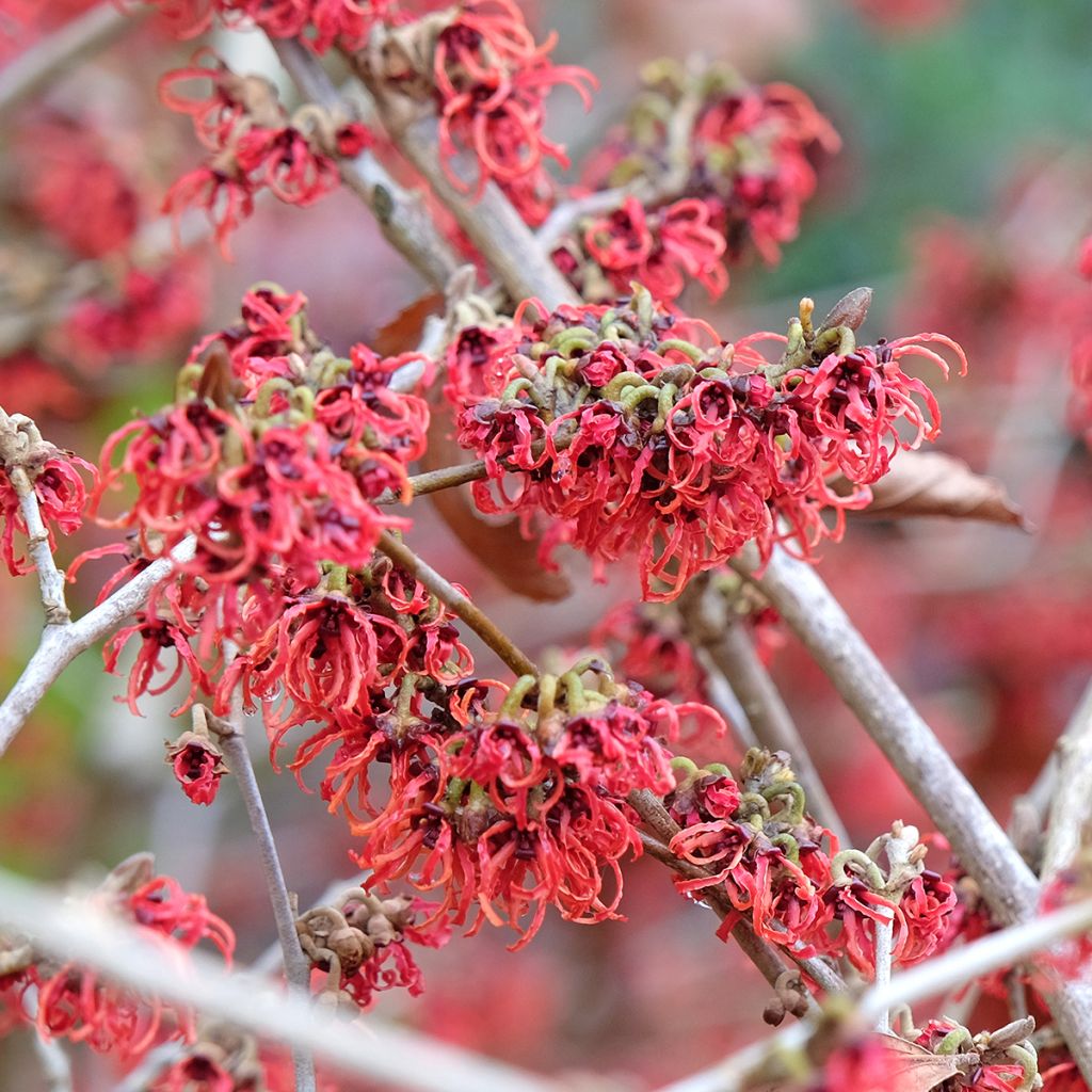 Zaubernuss Rubin - Hamamelis intermedia