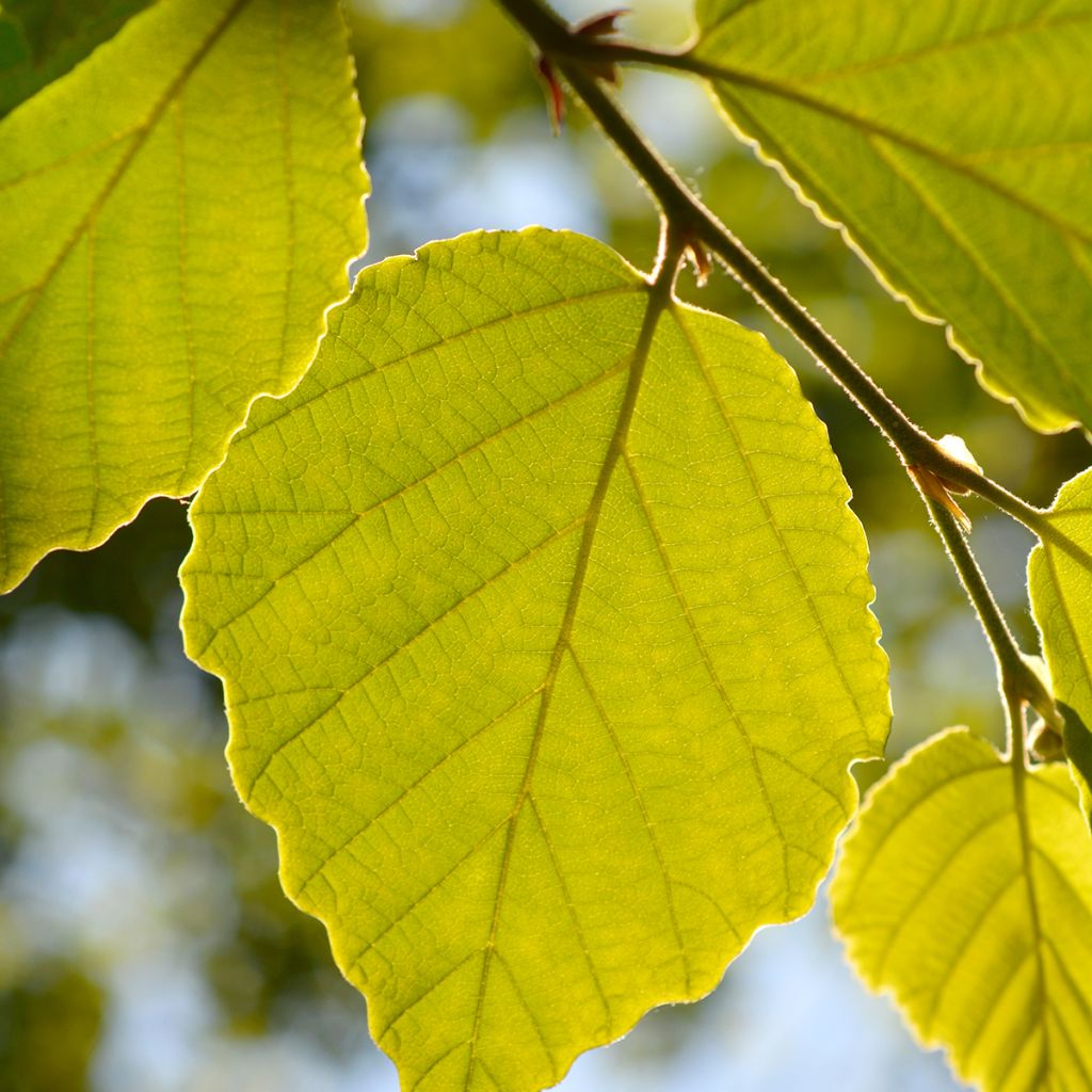 Japanische Zaubernuss Zuccariniana - Hamamelis japonica