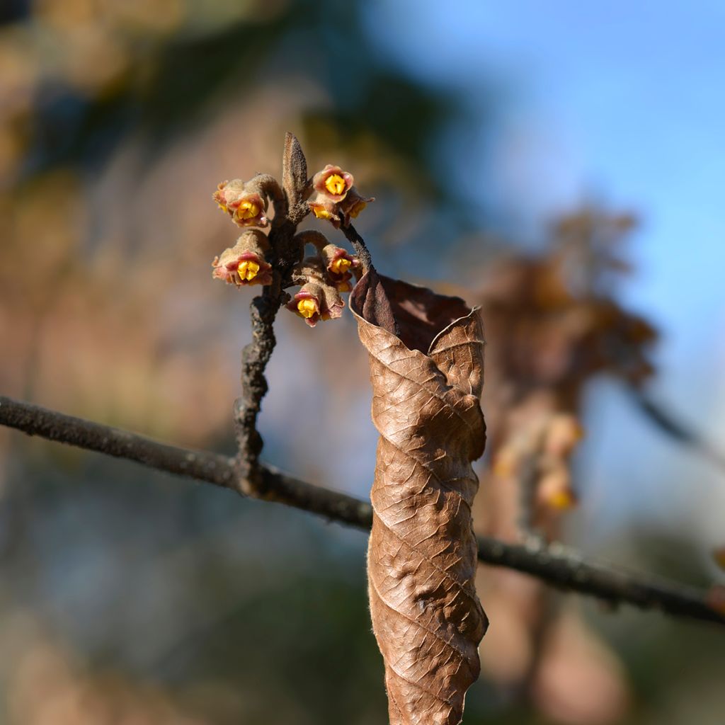 Japanische Zaubernuss Zuccariniana - Hamamelis japonica