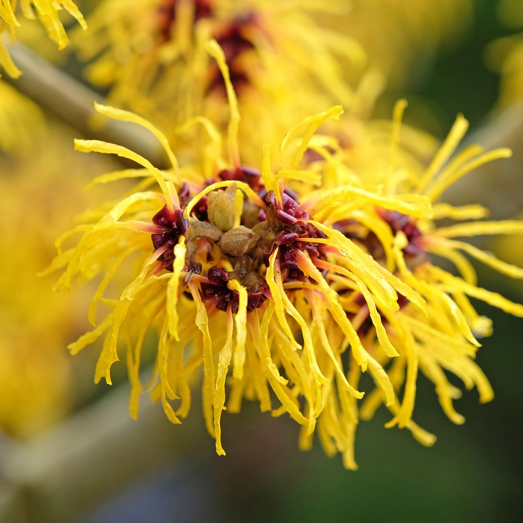 Zaubernuss Barmstedt Gold - Hamamelis intermedia