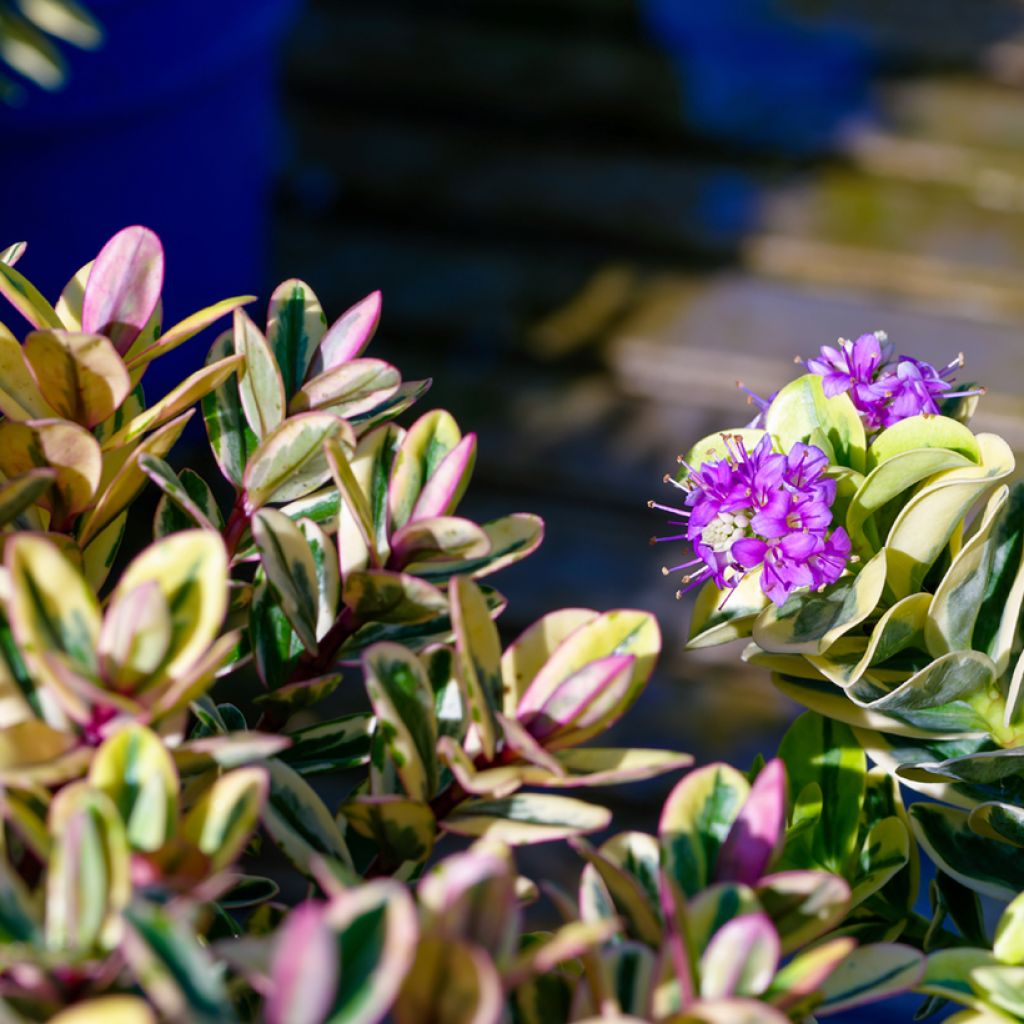 Hebe Tricolor - Strauchveronika