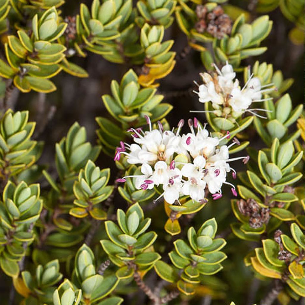 Hebe topiaria  - Strauchveronika