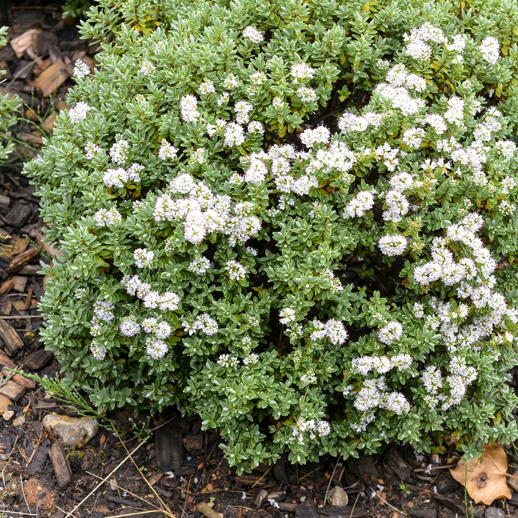 Hebe topiaria - Strauchveronika