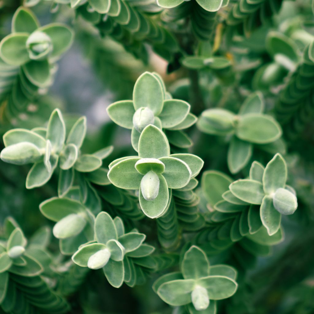 Hebe topiaria - Strauchveronika