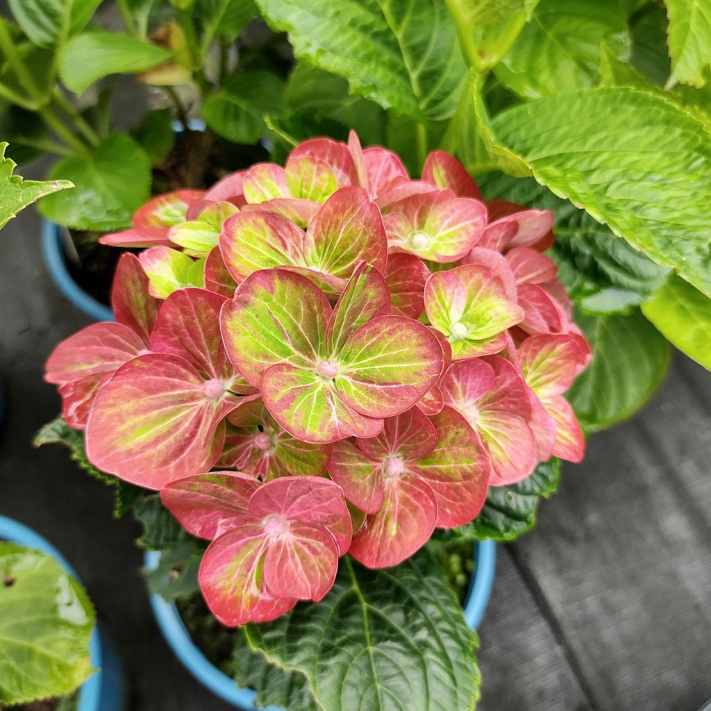 Sonnenbraut Ruby Tuesday - Helenium