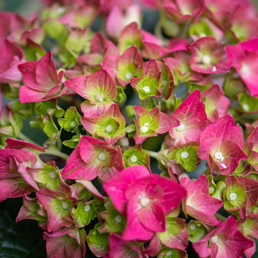 Sonnenbraut Ruby Tuesday - Helenium