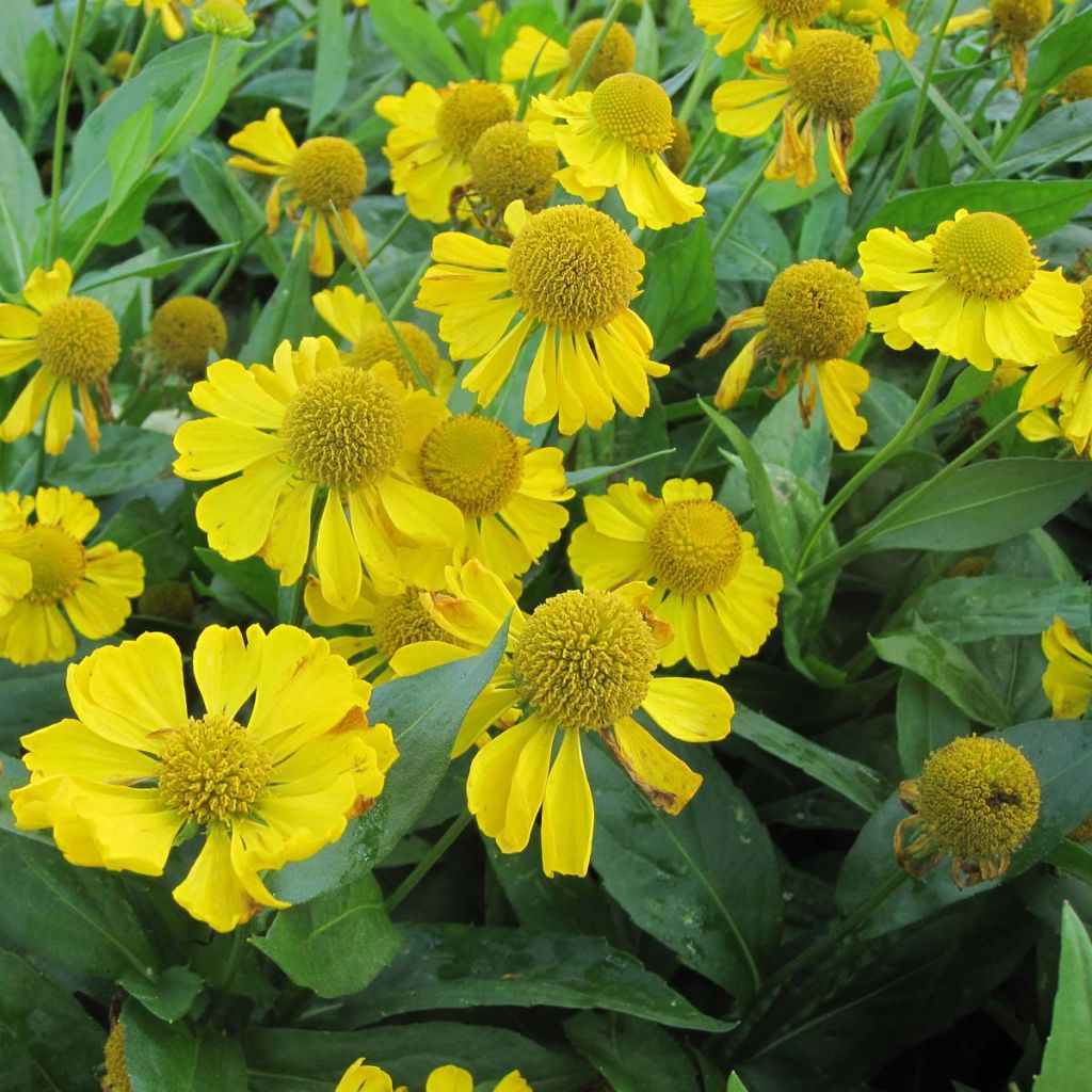Sonnenbraut Tijuana Brass - Helenium
