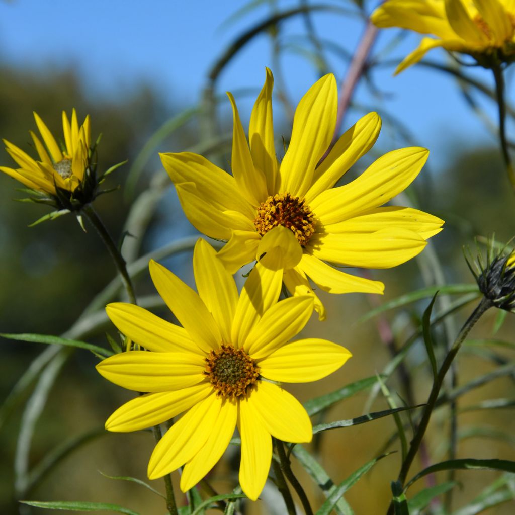 Helianthus Lemon Queen - Kleinköpfige Sonnenblume