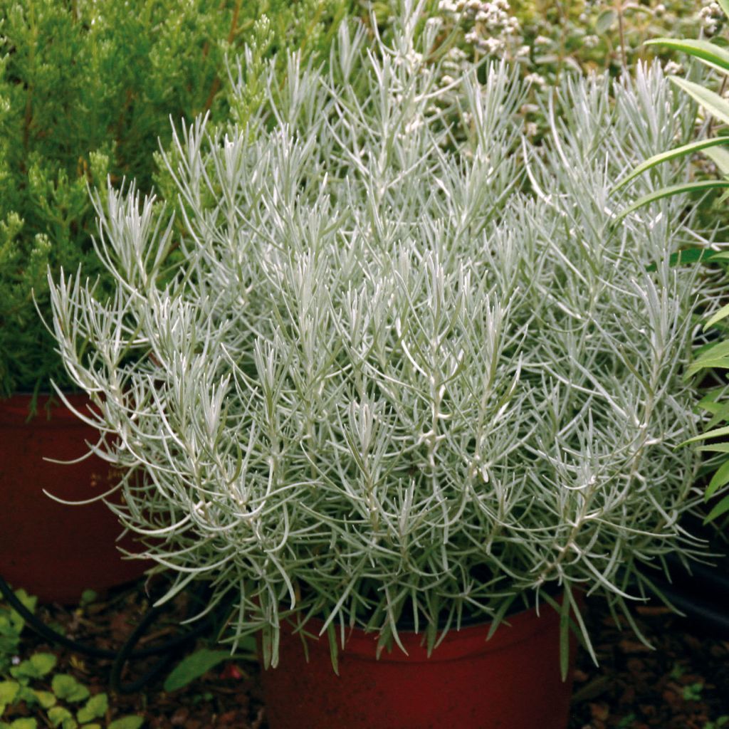 Strohblume Pflanzen - Helichrysum italicum