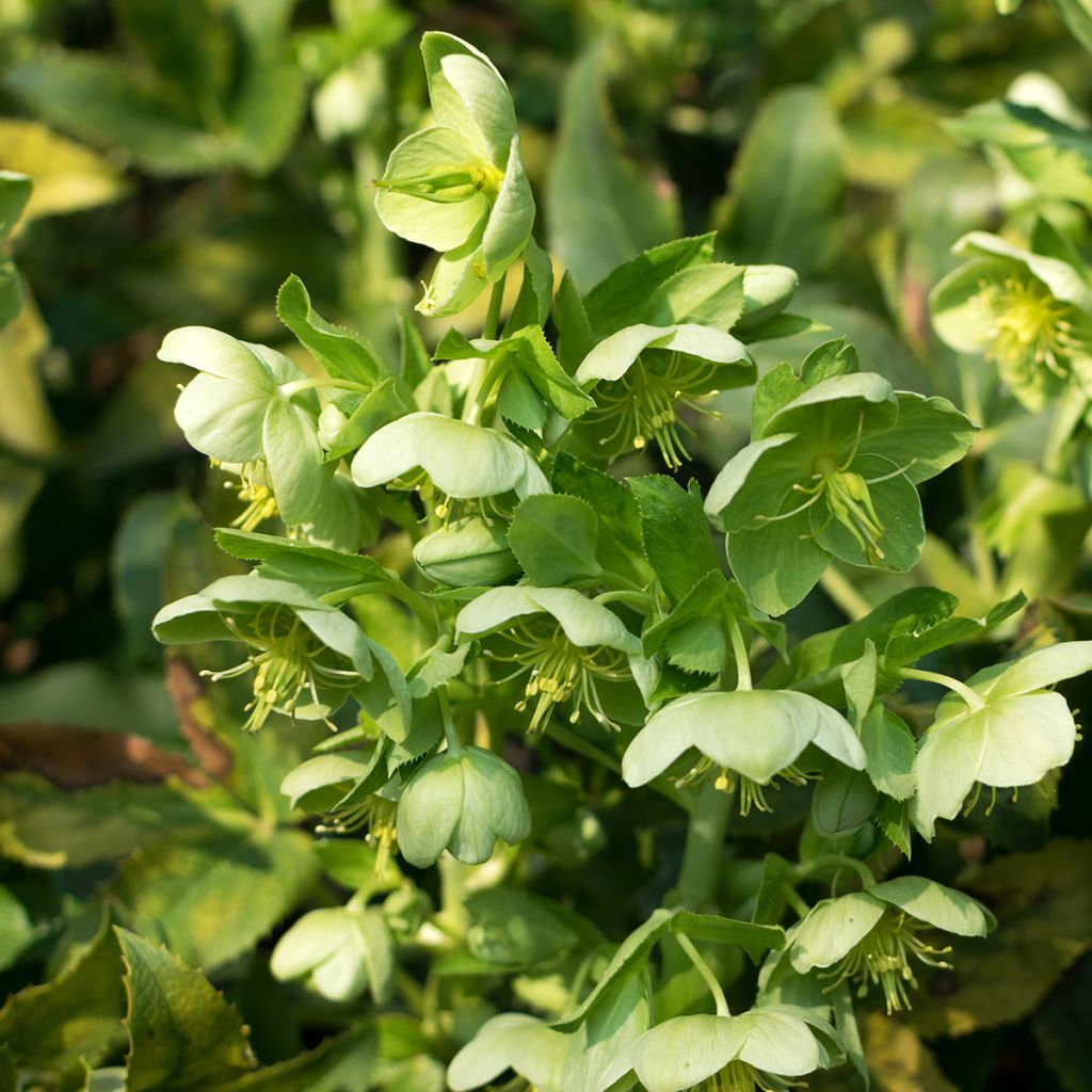 Helleborus dumetorum - Nieswurz