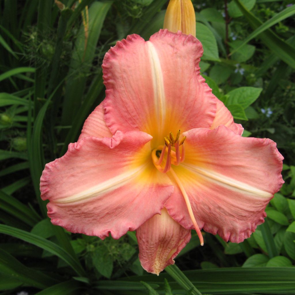Hemerocallis Botticeli - Taglilie
