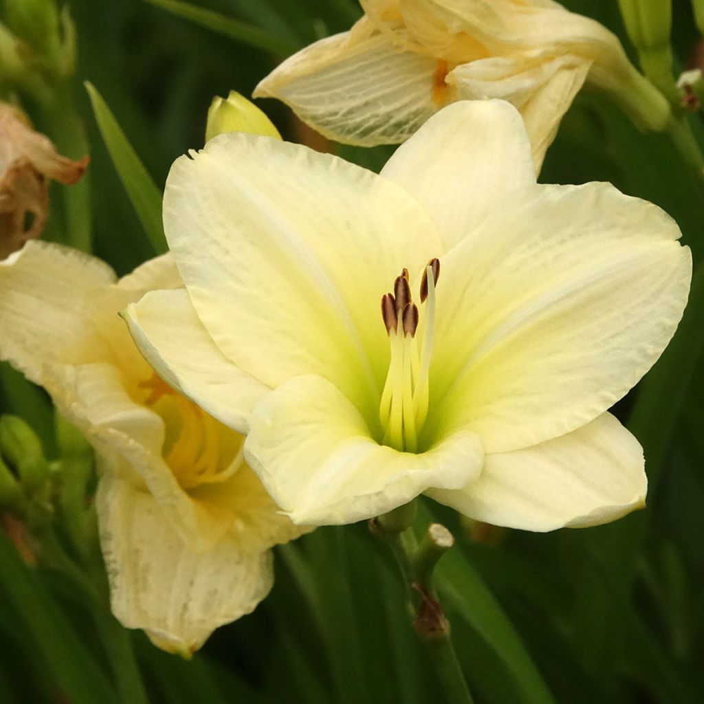 Hemerocallis Joan Senior - Taglilie
