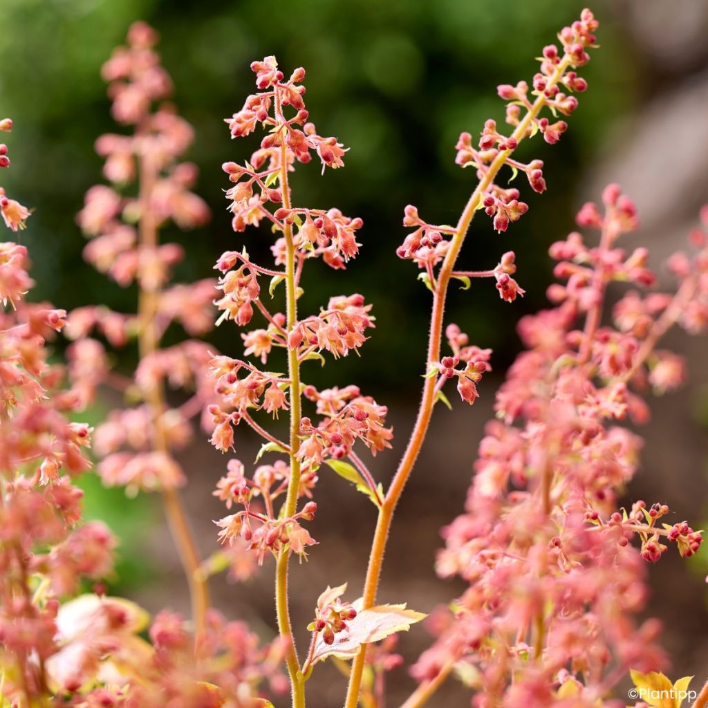 Heuchera Eternal Flame - Purpurglöckchen