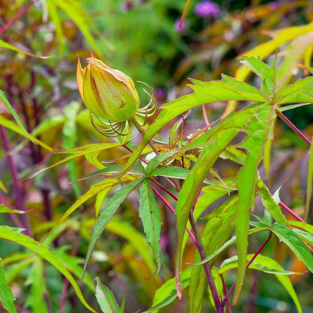 Hibiscus coccineus - Scharlach-Hibiskus