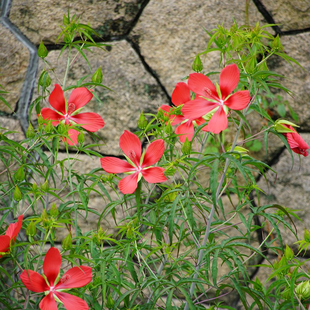 Hibiscus coccineus - Scharlach-Hibiskus