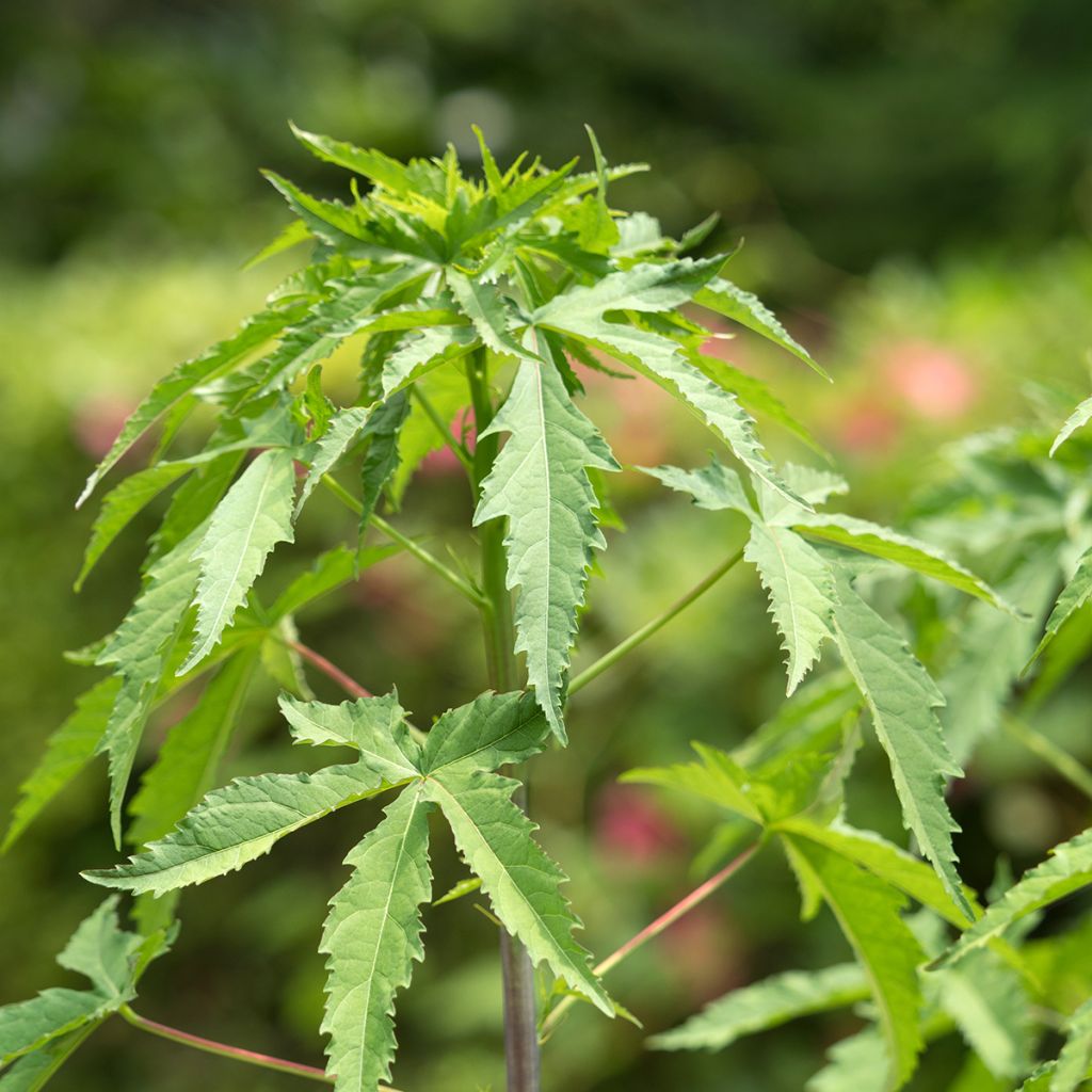 Hibiscus coccineus - Scharlach-Hibiskus