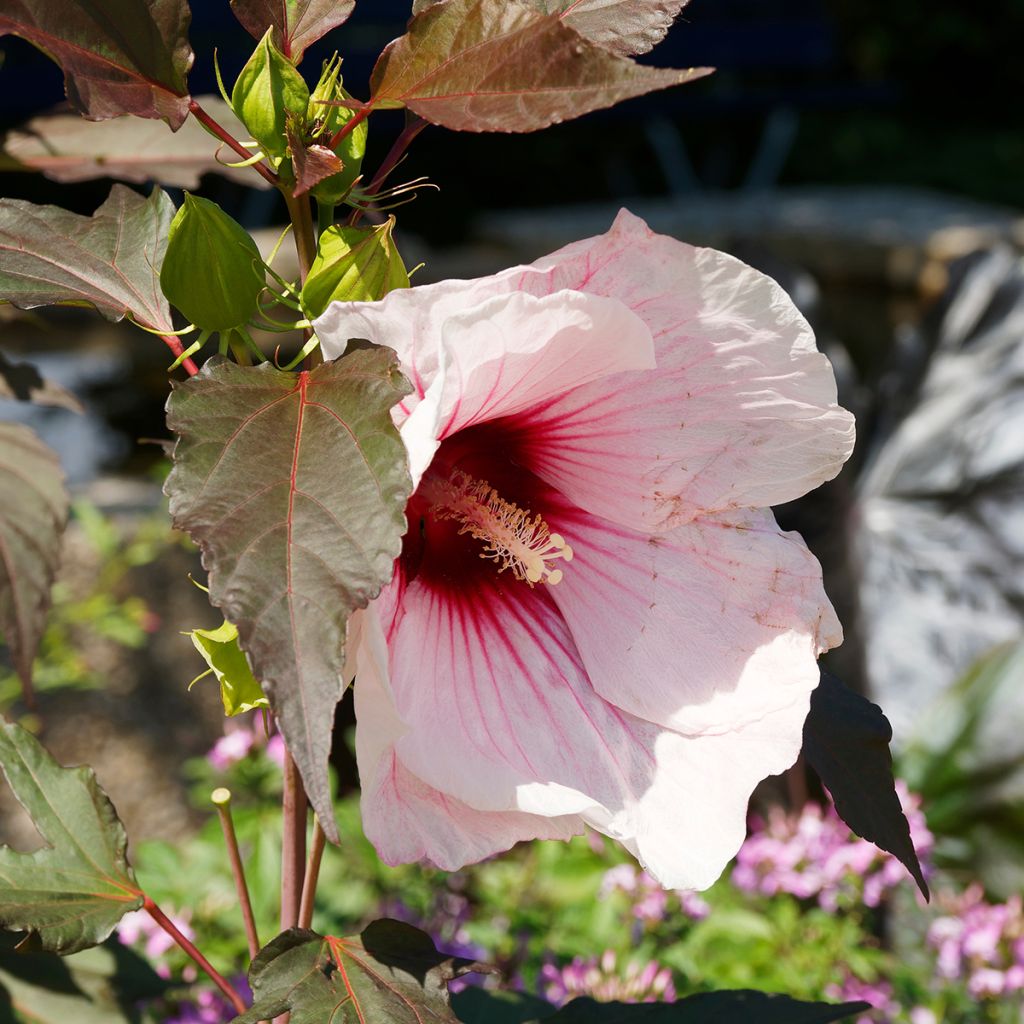 Hibiscus moscheutos Joli Coeur - Sumpfeibisch