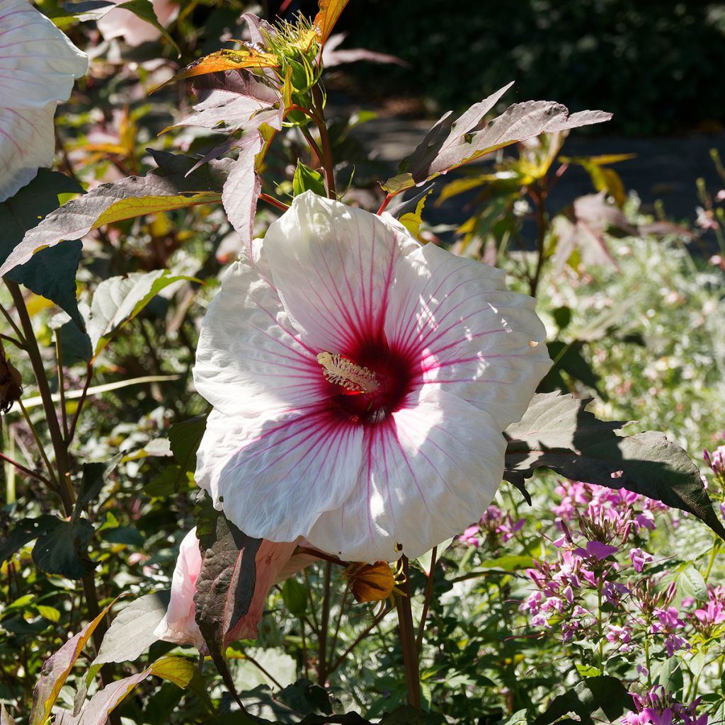 Hibiscus moscheutos Joli Coeur - Sumpfeibisch