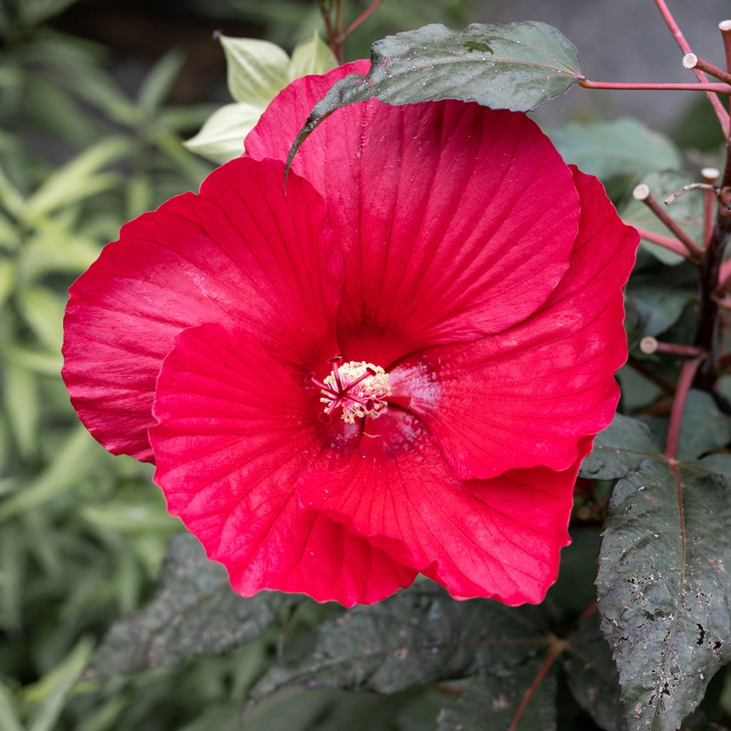 Hibiscus moscheutos Midnight Marvel - Sumpfeibisch