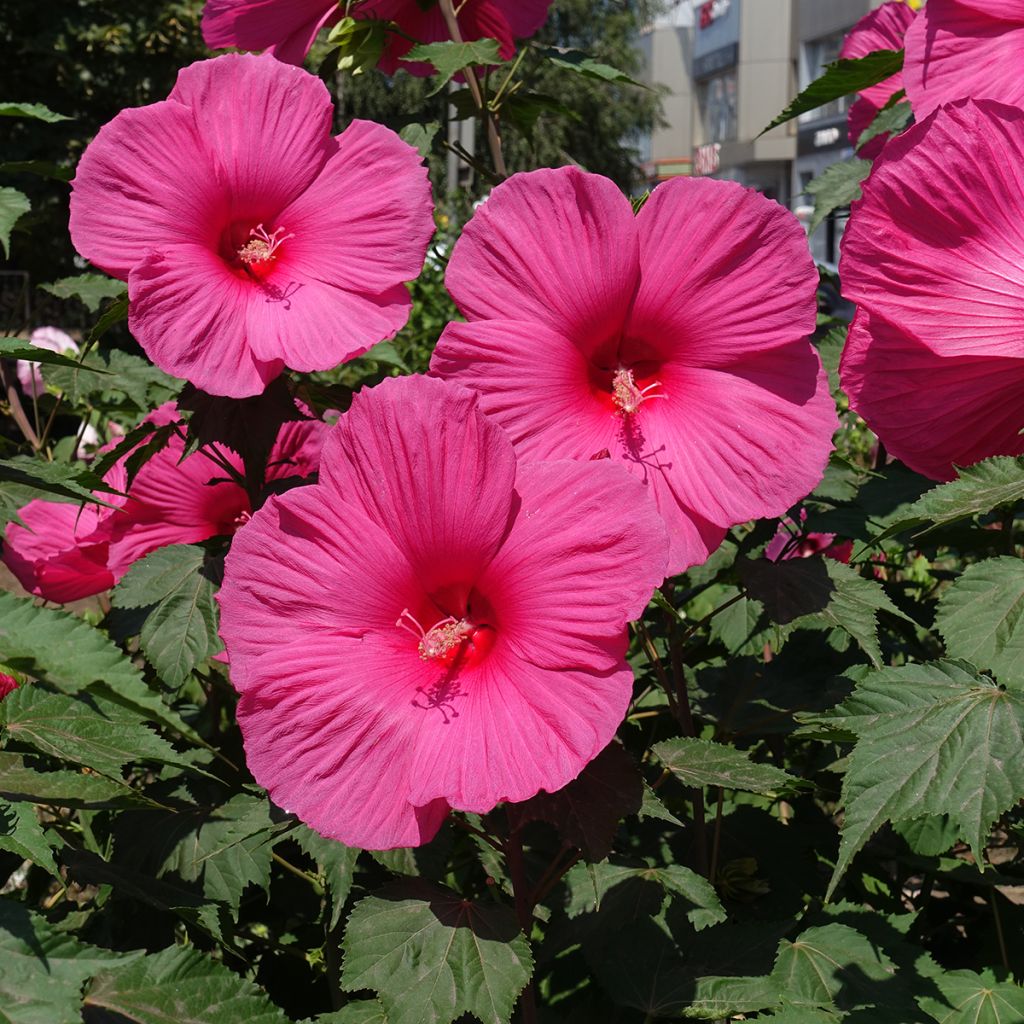 Hibiscus moscheutos Rose - Sumpfeibisch