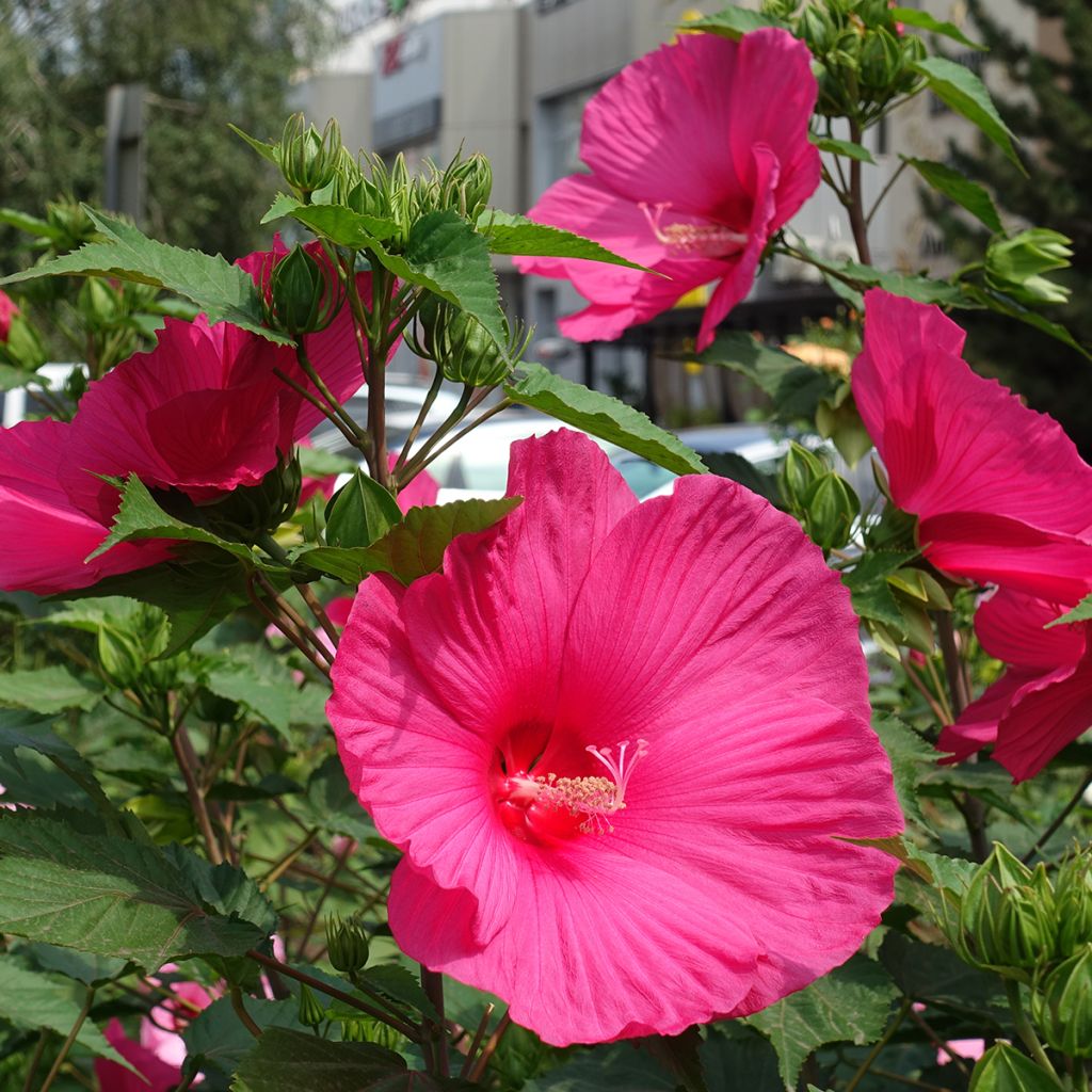 Hibiscus moscheutos Rose - Sumpfeibisch