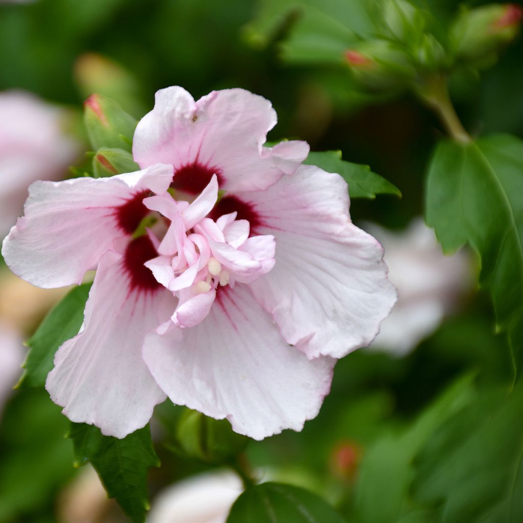 Garten-Hibiscus Leopoldii - Hibiscus syriacus