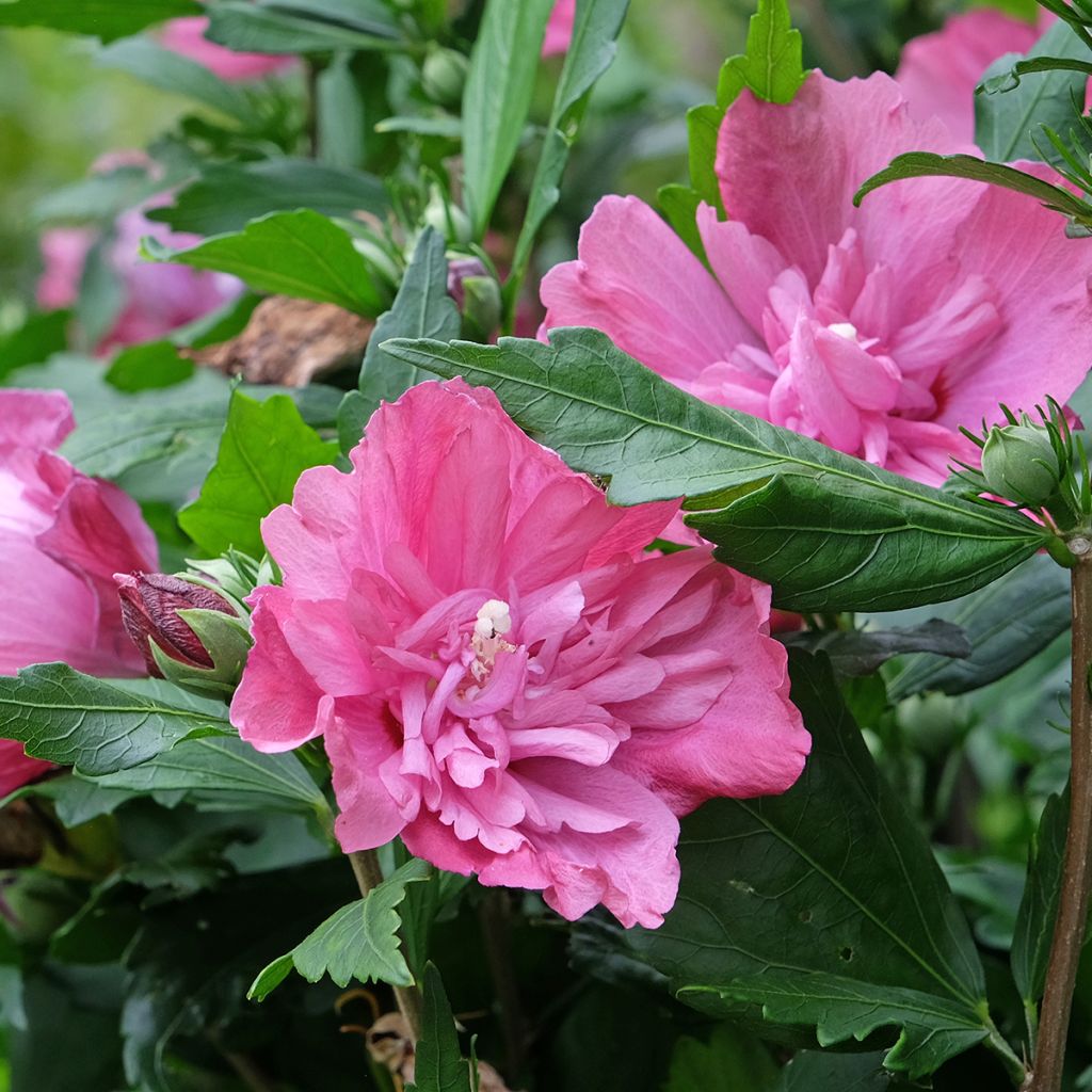 Garten-Hibiscus Magenta Chiffon - Hibiscus syriacus