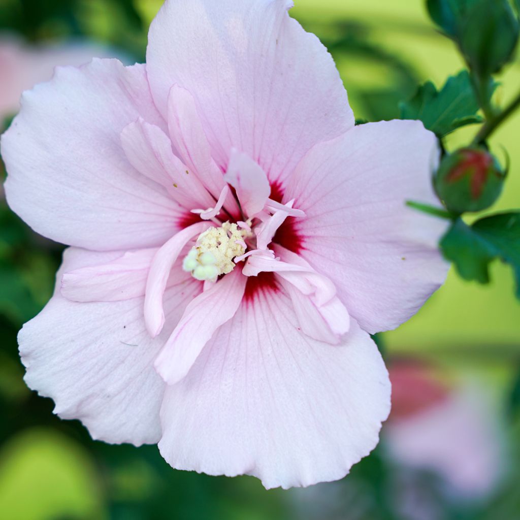 Garten-Hibiscus Pink Chiffon - Hibiscus syriacus