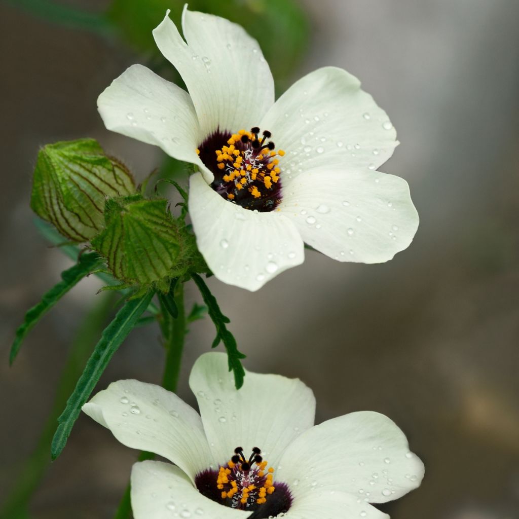 Hibiscus trionum - Stundenblume