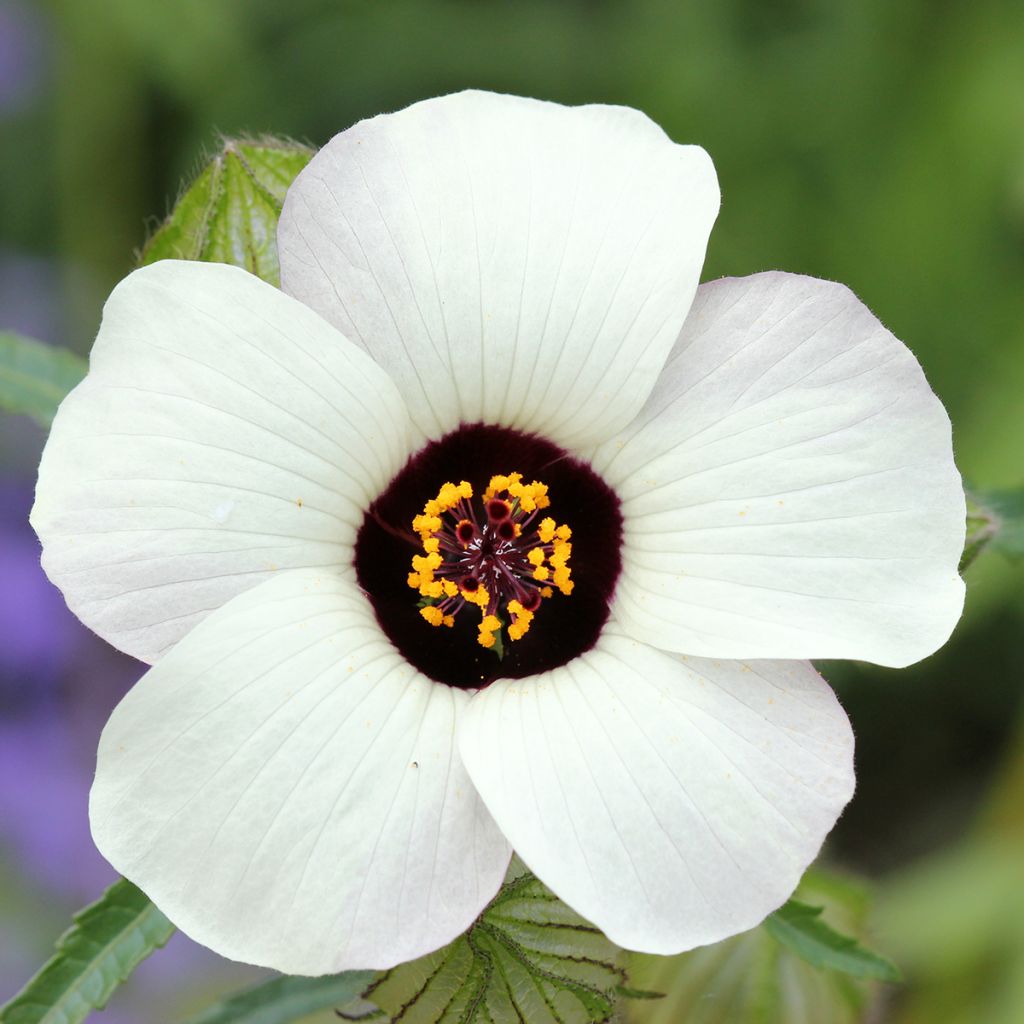 Hibiscus trionum - Stundenblume