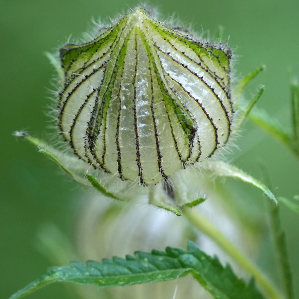 Hibiscus trionum - Stundenblume