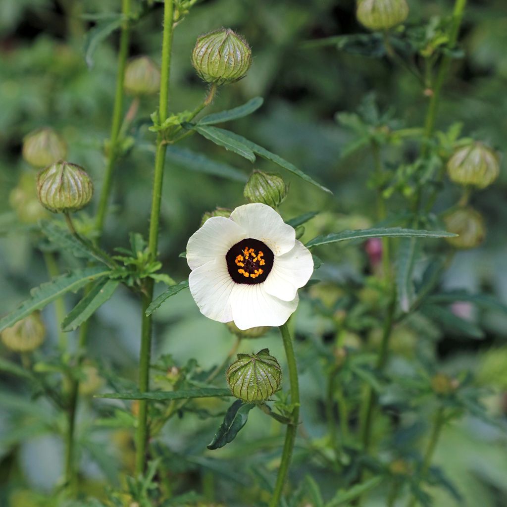 Hibiscus trionum - Stundenblume