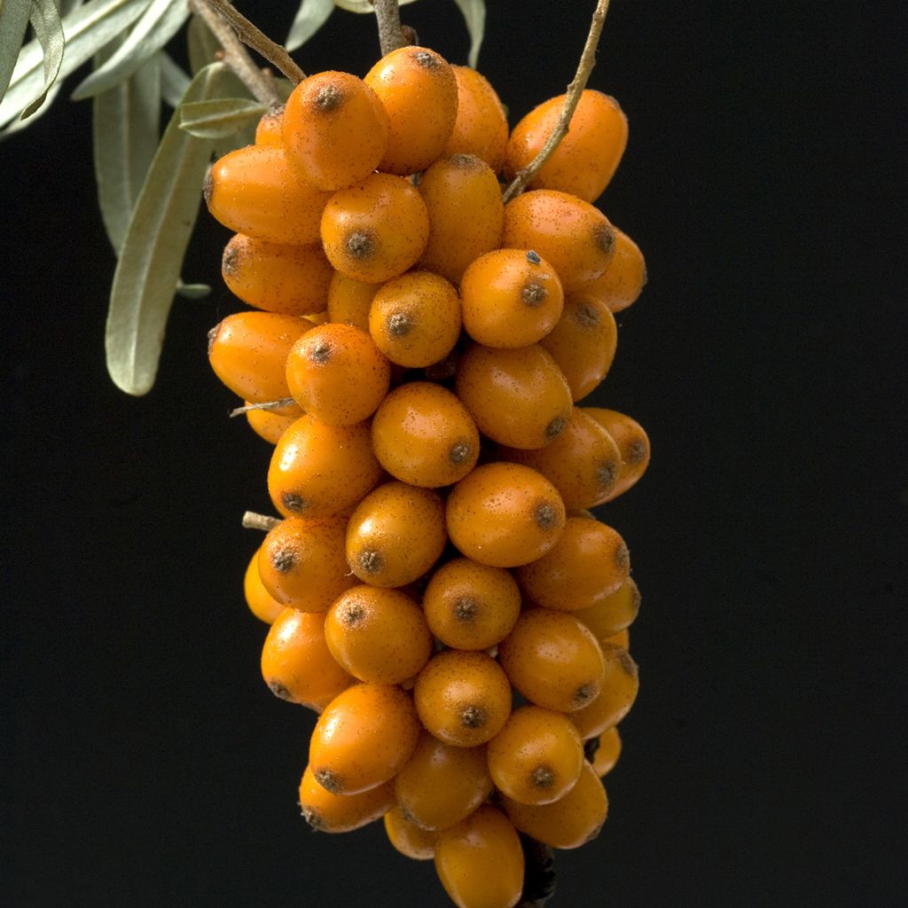 Sanddorn Leikora - Hippophae rhamnoides