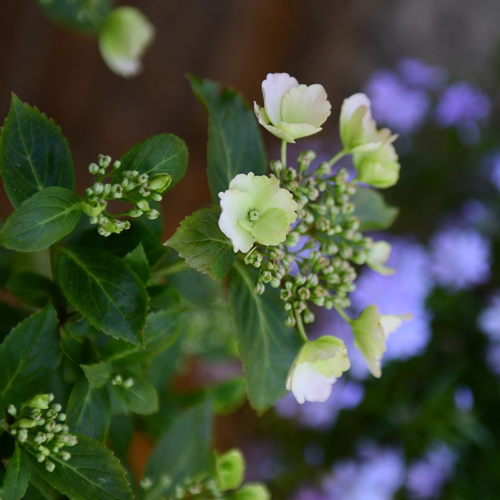 Hydrangea Runaway Bride - Girlanden-Hortensie