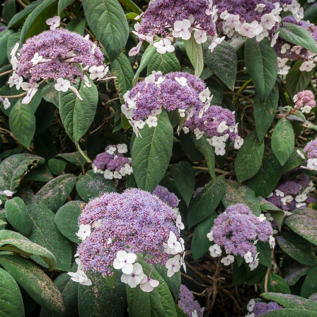 Hydrangea aspera subsp.sargentiana - Samthortensie