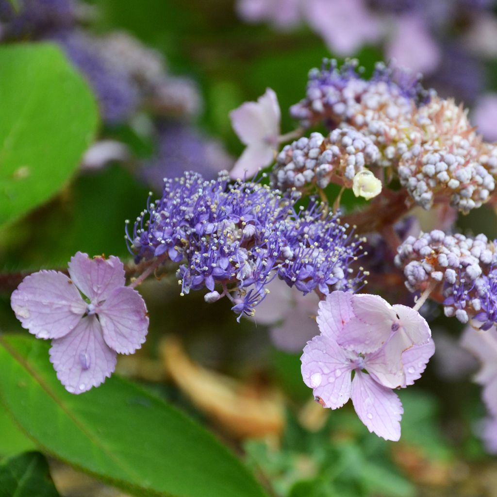 Hydrangea aspera Villosa - Samthortensie