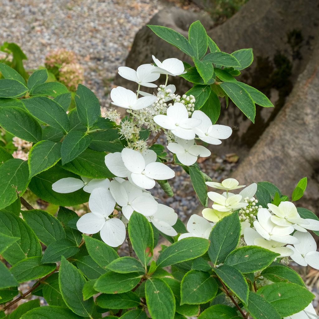 Hydrangea heteromalla - Chinesische Hortensie