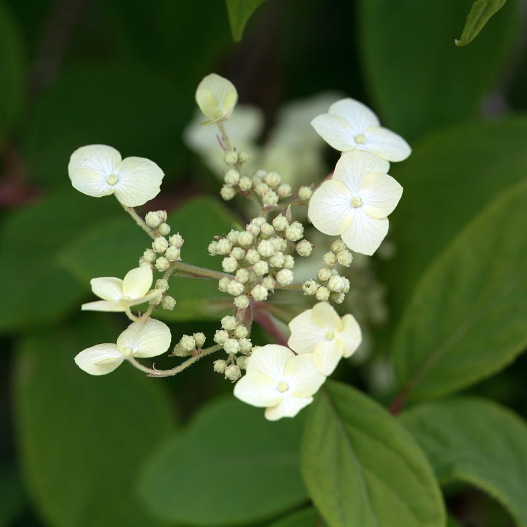 Hydrangea heteromalla - Chinesische Hortensie