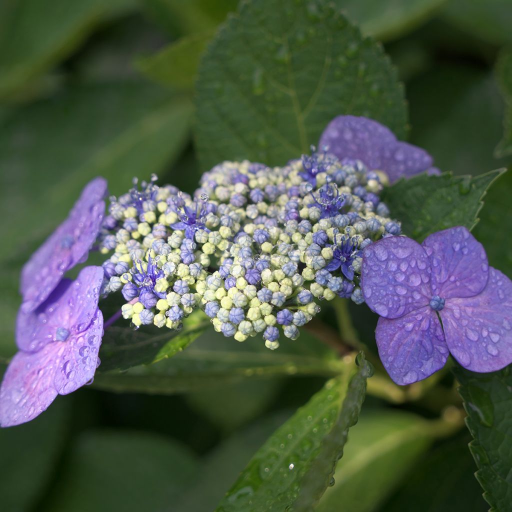 Hydrangea macrophylla Blaumeise - Bauernhortensie