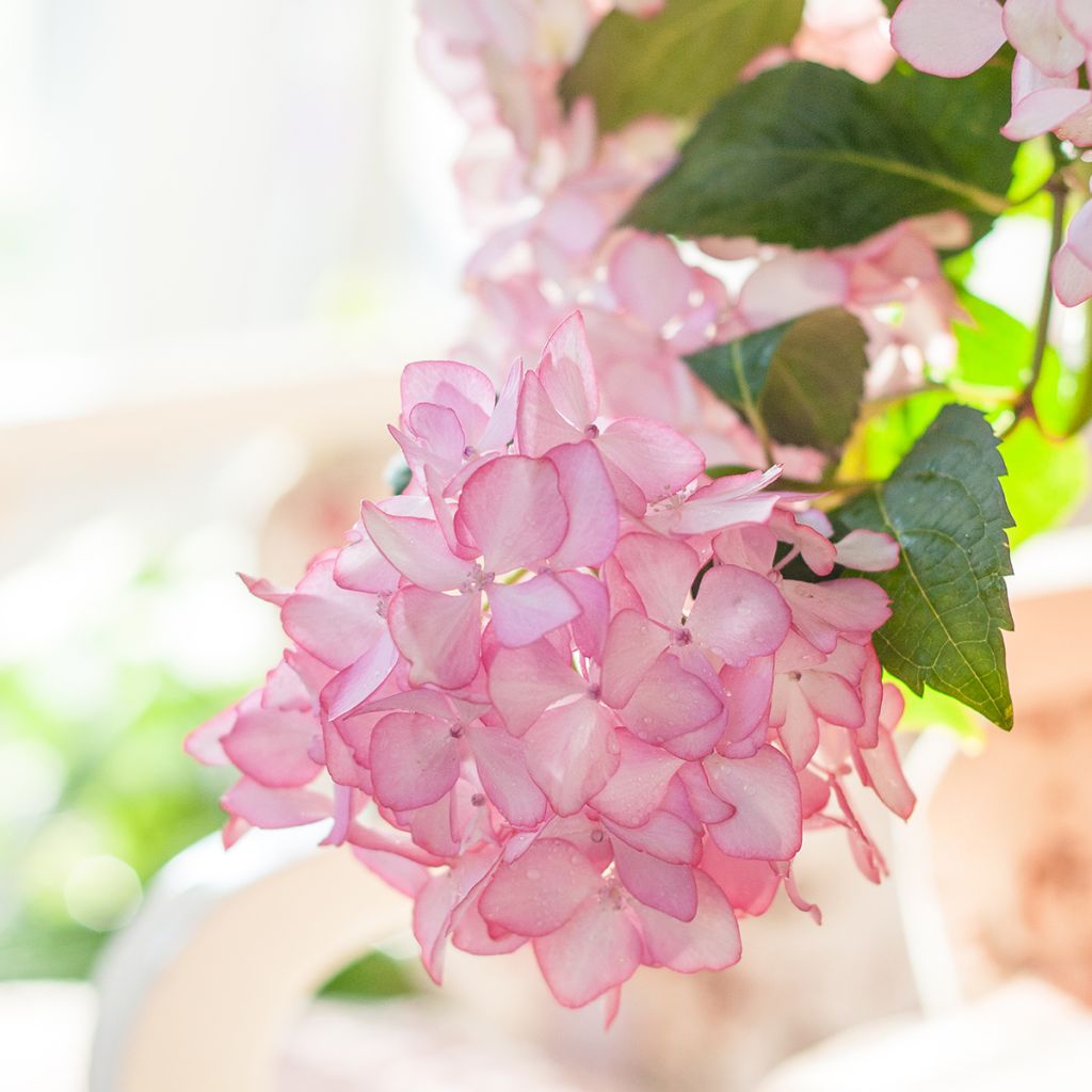 Hydrangea macrophylla Endless Summer The Bride - Bauernhortensie